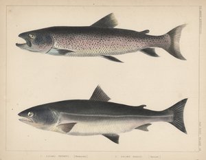 1. Salmo Perryi (ridotto), 2. Salmo Masou (ridotto), 1855 da H. Patterson